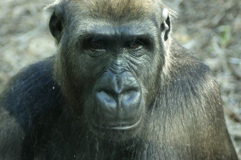 zoo_133 [800x600].jpg